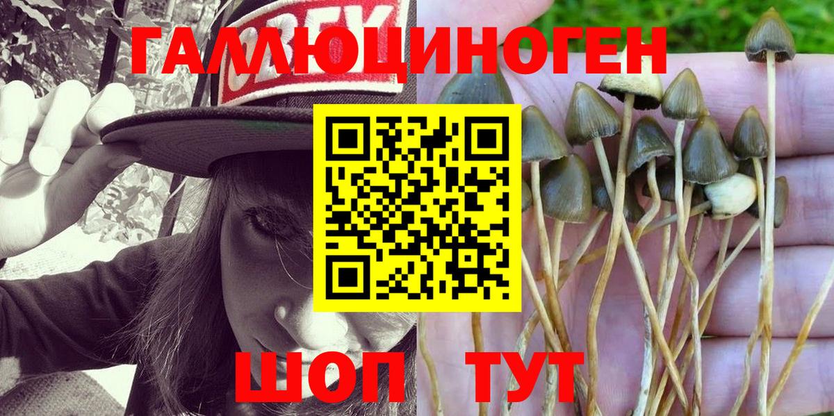 Псилоцибиновые грибы Psilocybe  Вход с VPN  Дзержинск 